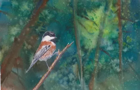 This class will show you how to make a rich dark forest background to enhance your feathered friend that we will paint step by step. We will use masking flui...