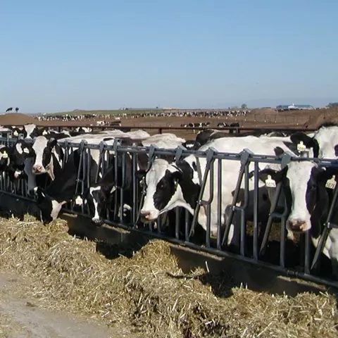 Dairy Production and Management