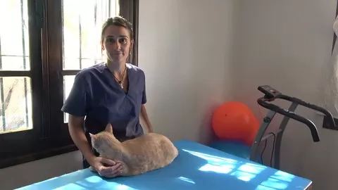 Massage therapy in the cat - Online Certificate of Veterinary Physiotherapy