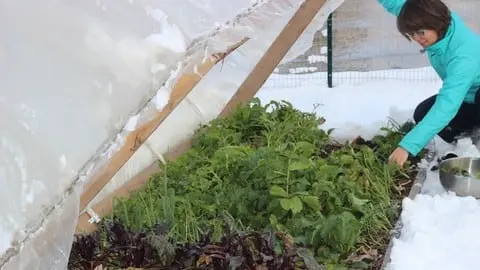 Extend Your Gardening Season with a Cold Weather Garden