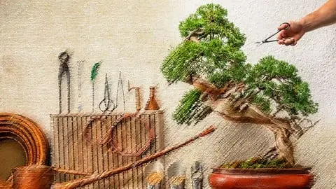 Introduction to the Art of Bonsai