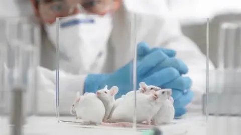 Introduction to the Mice Strain and recourses for CRISPER technologies and the gene editing