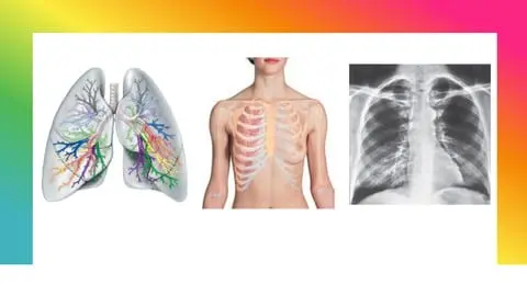 Respiratory System for CPC AAPC Certification - CPT (30000-32999) ICD (JO0-J99)