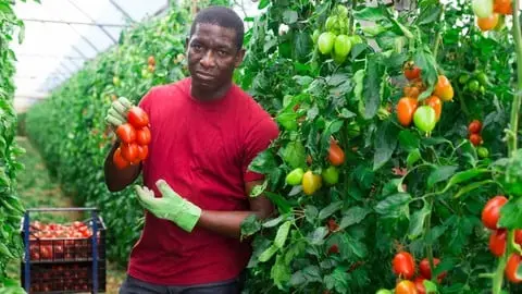How to grow green house tomatoes and run a profitable farm!