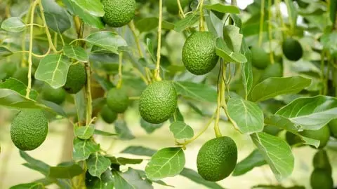 Learn how to successfully grow Avocados