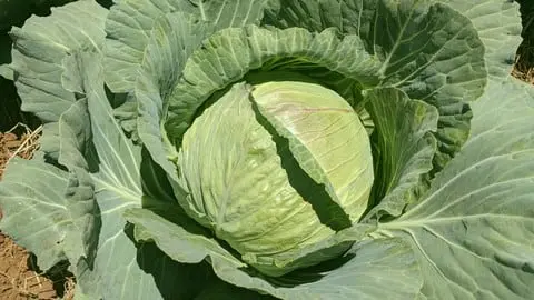 Learn how to successfully grow Cabbage!