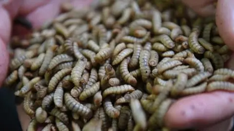 Learn and understand the basics of black soldier fly farming