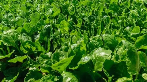 How to grow spinach and run a profitable farm!