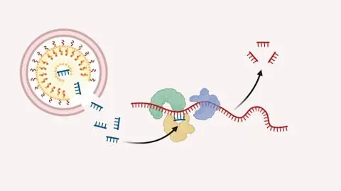 Learn about mechanisms of gene silencing and their role in plant growth and development